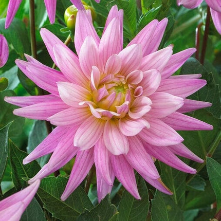 Dahlia 'Karma Pink Corona' Perennial Bedding