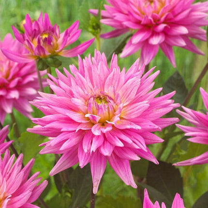 Dahlia 'Karma Pink Corona' Perennial Bedding