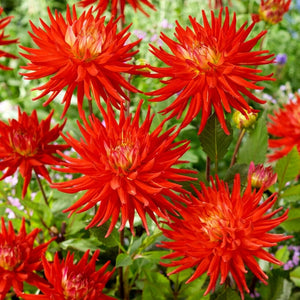 Dahlia 'Karma Red Corona' Perennial Bedding