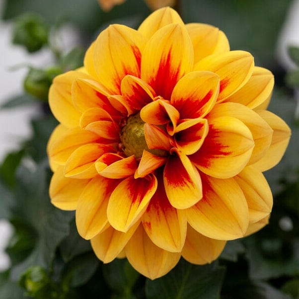 Dahlia 'Labella Medio Golden Eye' Perennial Bedding