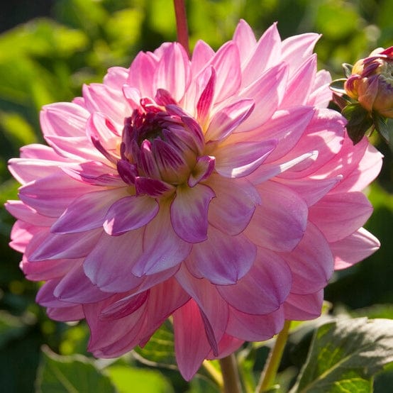 Dahlia 'Sincerity Rose Bicolour' Perennial Bedding