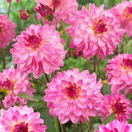 Dahlia 'Sincerity Rose Bicolour' Perennial Bedding