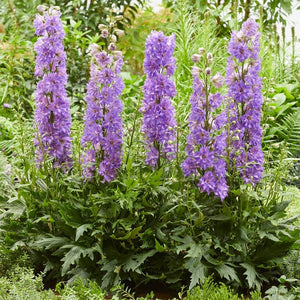 Delphinium 'Delgenius Breezin' Perennial Bedding
