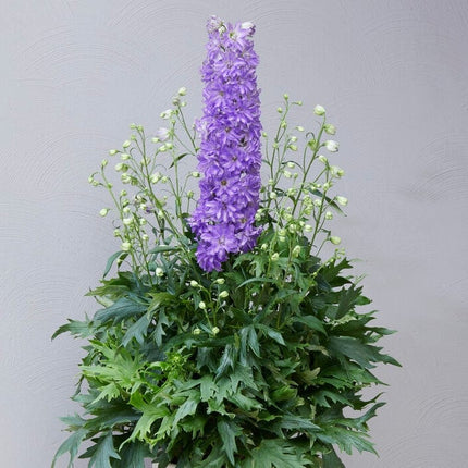 Delphinium 'Delgenius Breezin' Perennial Bedding