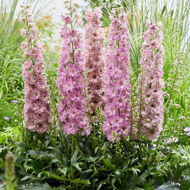 Delphinium 'Delgenius Juliette' Perennial Bedding