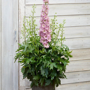 Delphinium 'Delgenius Juliette' Perennial Bedding