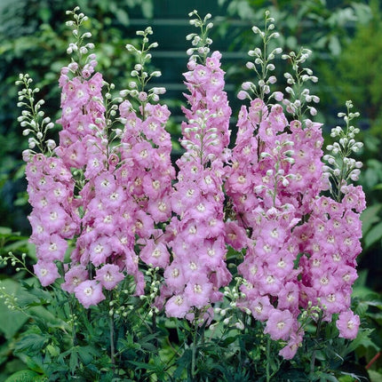 Delphinium 'elatum Strawberry Fair' Perennial Bedding