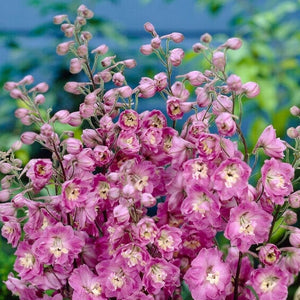 Delphinium 'elatum Strawberry Fair' Perennial Bedding