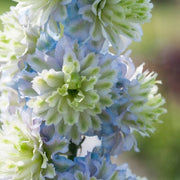 Delphinium 'Highlander Crystal Delight' Perennial Bedding