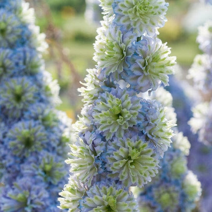 Delphinium 'Highlander Crystal Delight' Perennial Bedding