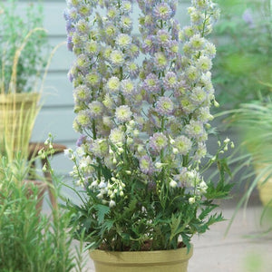 Delphinium 'Highlander Moonlight' Perennial Bedding