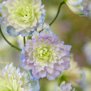 Delphinium 'Highlander Moonlight' Perennial Bedding