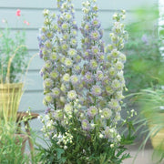 Delphinium 'Highlander Moonlight' Perennial Bedding