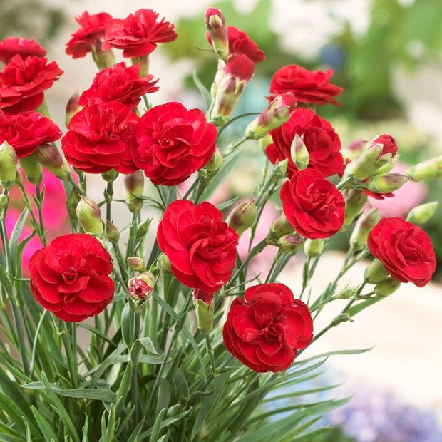 Dianthus 'Scented Passion' Perennial Bedding