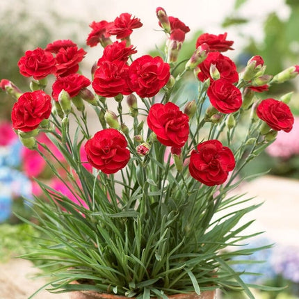 Dianthus 'Scented Passion' Perennial Bedding