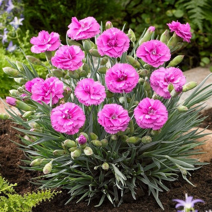 Dianthus 'Scented Tickled Pink' Perennial Bedding