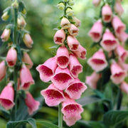 Digitalis 'mertonensis Summer King' Perennial Bedding