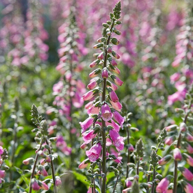 Digitalis 'Panther' Perennial Bedding