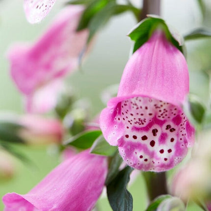 Digitalis 'Panther' Perennial Bedding