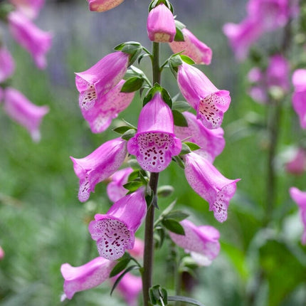 Digitalis 'Panther' Perennial Bedding