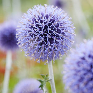 Echinops 'Ritro' Perennial Bedding