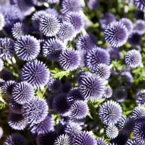 Echinops 'Ritro' Perennial Bedding