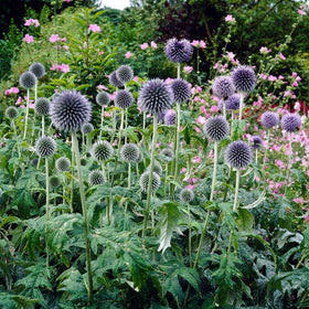 Echinops 'Ritro' Perennial Bedding