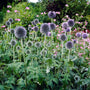 Echinops 'Ritro' Perennial Bedding