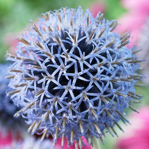 Echinops 'Taplow Blue' Perennial Bedding