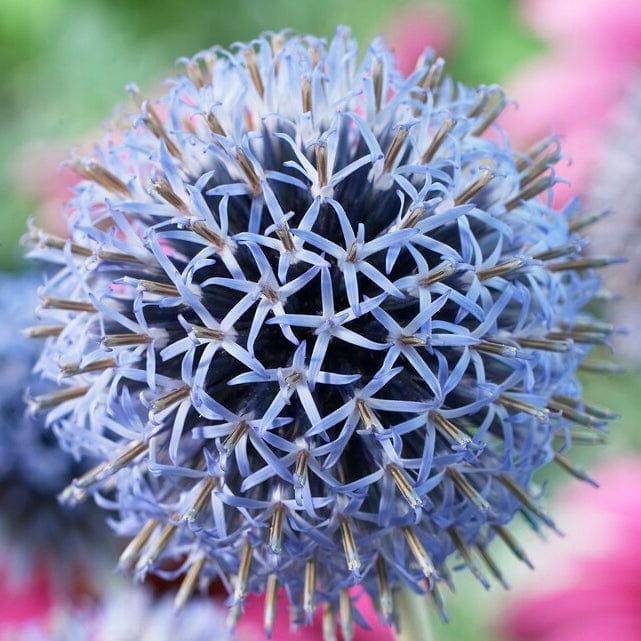 Echinops 'Taplow Blue' Perennial Bedding