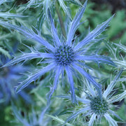 Eryngium 'Big Blue' Perennial Bedding