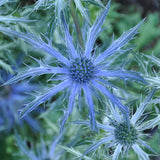 Eryngium 'Big Blue' Perennial Bedding