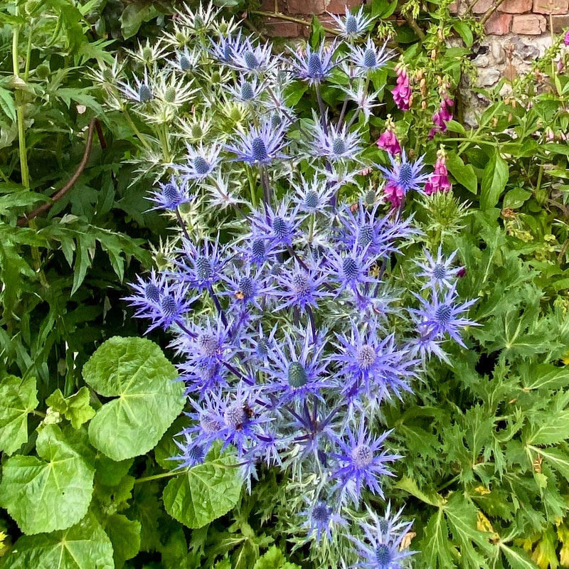 Eryngium 'Big Blue' Perennial Bedding