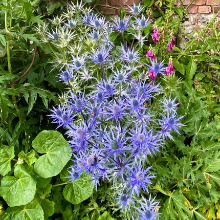 Eryngium 'Big Blue' Perennial Bedding