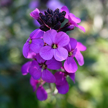 Erysimum 'Wallflower Poem Lilac' Perennial Bedding