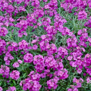 Erysimum 'Wallflower Poem Lilac' Perennial Bedding