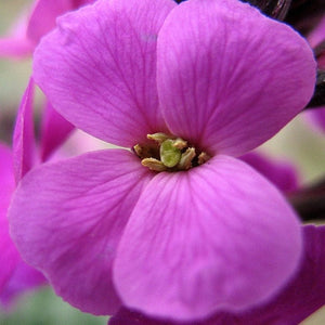 Erysimum 'Wallflower Poem Lilac' Perennial Bedding