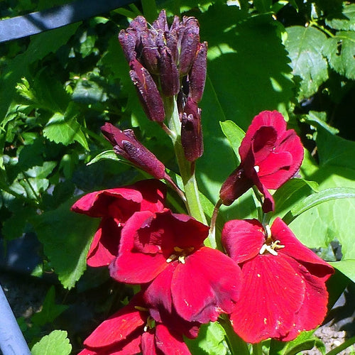 Erysimum 'Wallflower Winter Passion' Perennial Bedding