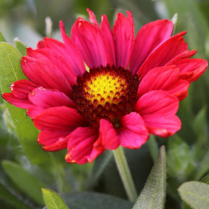 Gaillardia 'Mesa Red' Perennial Bedding