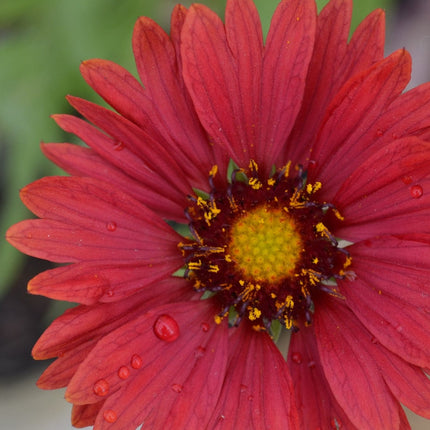 Gaillardia 'Mesa Red' Perennial Bedding