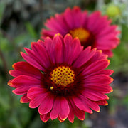 Gaillardia 'Mesa Red' Perennial Bedding