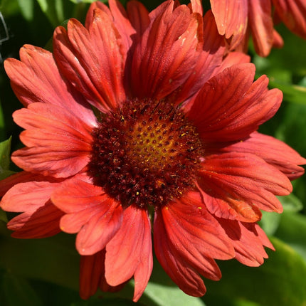 Gaillardia 'Mesa Red' Perennial Bedding