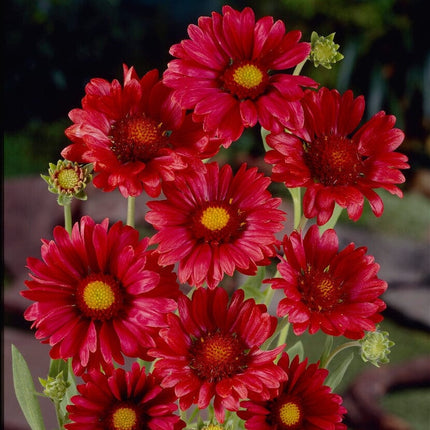 Gaillardia 'Mesa Red' Perennial Bedding