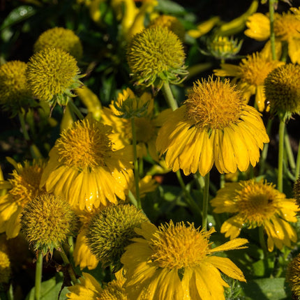 Gaillardia 'Mesa Yellow' Perennial Bedding