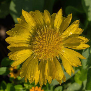 Gaillardia 'Mesa Yellow' Perennial Bedding