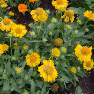 Gaillardia 'Mesa Yellow' Perennial Bedding