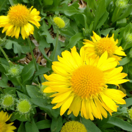 Gaillardia 'Mesa Yellow' Perennial Bedding