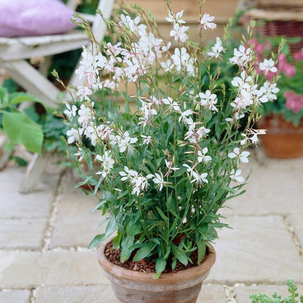 Gaura 'Whirling Butterflies' Perennial Bedding