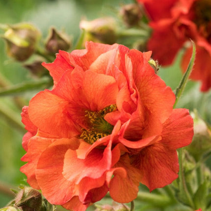 Geum 'Scarlet Tempest' Perennial Bedding