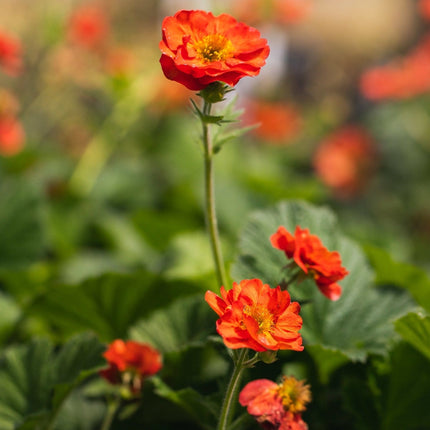 Geum 'Scarlet Tempest' Perennial Bedding